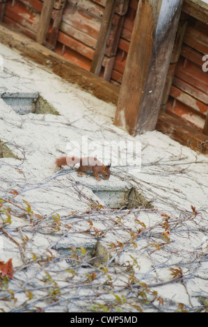 Squirrel climbing up wall of house Stock Photo