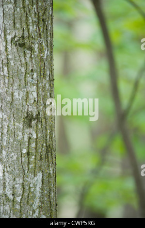 Tree trunk Stock Photo