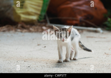 Kitten walking toward camera Stock Photo