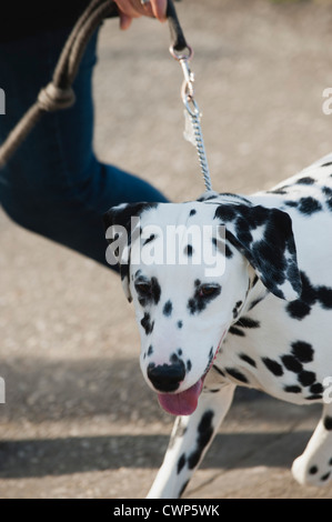 Dalmatian dog out for a walk Stock Photo