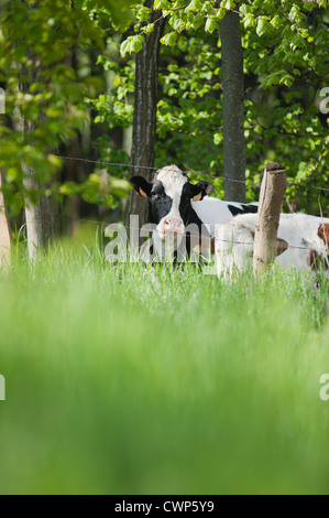 Cows behind barbed wire fence Stock Photo