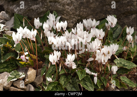 Cyclamen hederifolium album mass of white bloom flower heads with variably patterned leaves Stock Photo