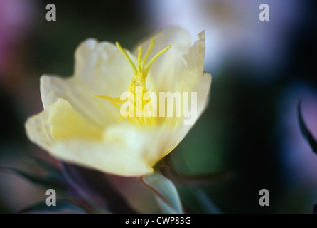 Oenothera 'Lemon sunset', Evening primrose Stock Photo