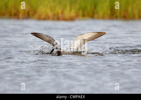 Red-throated diver Gavia Stellata landing on shallow marshland pool with fish to feed young Stock Photo