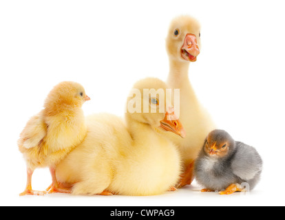 Young goose and chick isolated on white Stock Photo