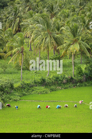 Aerial view of field , Andhra Pradesh , India Stock Photo - Alamy