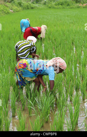 Indian women in a paddy field Andhra Pradesh South India Stock Photo ...