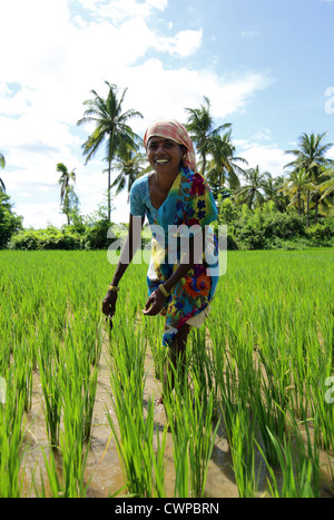 Woman working in a field Andhra Pradesh South India Stock Photo - Alamy