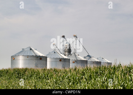 Corrugated metal silos in a field of corn. Image shows five new silos glowing in the sun with a field of corn in the foreground Stock Photo