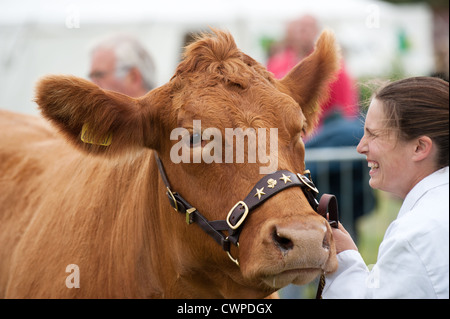 Cattle being shown at the Orsett Country Show in Essex Stock Photo