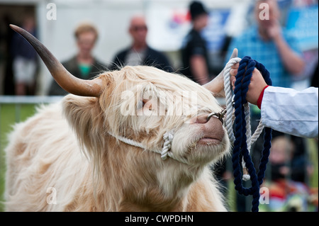 Cattle being shown at the Orsett Country Show in Essex Stock Photo