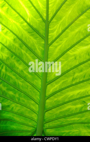 The underside of a green tropical leaf showing veins Stock Photo