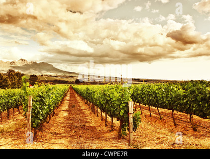 Image of grape valley, harvest season, beautiful sunset over vineyard, plantation of fruits, winery farm, autumn background Stock Photo