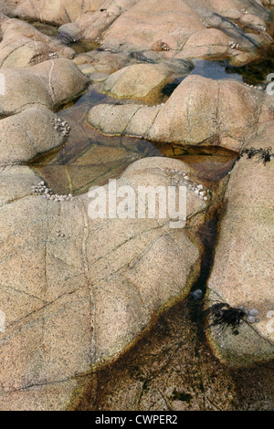 Pebbles at Progo, near Gribba point, Cape-Cornwall Cornwall England UK GB Stock Photo