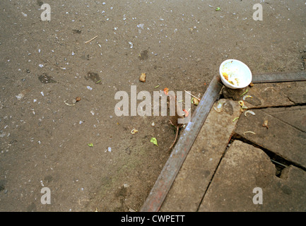 Vermon Rats Street rat vermin feeding in the gutter in Bangkok in Thailand in the ...