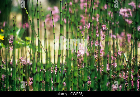 Equisetum fluviatile, Horsetail, Water horsetail Stock Photo