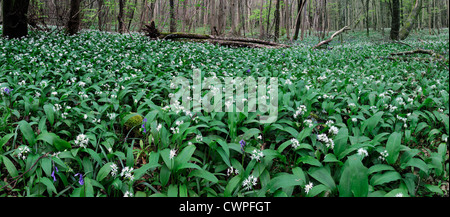 Allium ursinum wild garlic white flowers flowering kilinthomas wood kildare ireland panorama panoramic Stock Photo