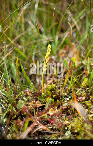 Bog Orchid, Hammarbya paludosa, growing in an acid bog in the New Forest, Hampshire, UK. August. Stock Photo