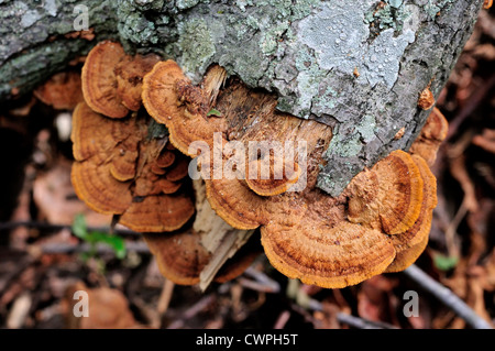 Mushrooms growing on dead tree trunk. Stock Photo