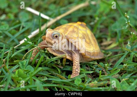 A baby albino Eastern Box Turtle (Terrapene carolina carolina) in grass. Stock Photo