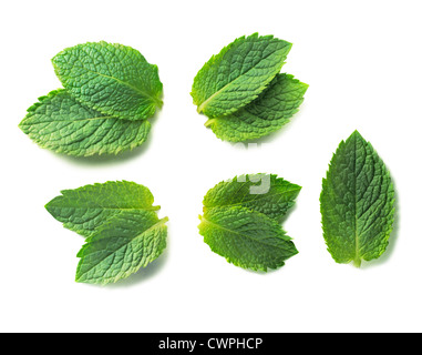 Mentha piperita, Mint, Peppermint Stock Photo