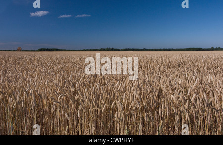 Triticum aestivum, Wheat, Bread wheat Stock Photo