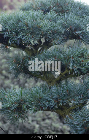 Pinus parviflora, Bonsai, Japanese white pine Stock Photo