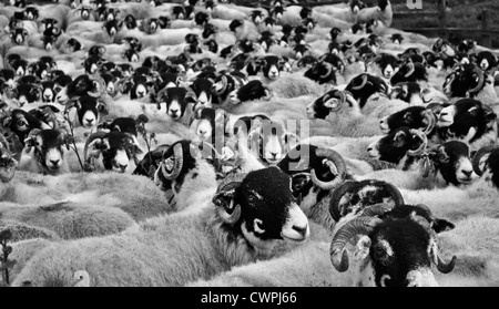 swaledale sheep waiting to be dip treated in a holding pen, cumbria Stock Photo