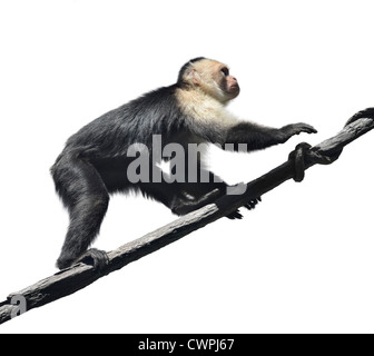 White Faced Capuchin Monkey On White Background Stock Photo