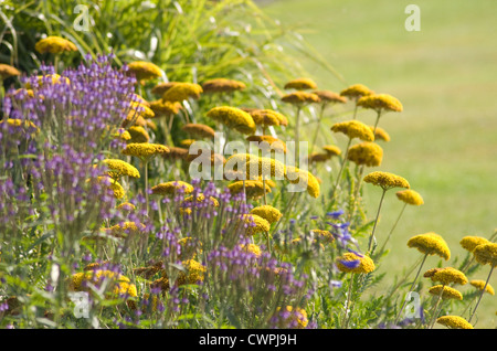 Achillea filipendulina 'Gold Plate', Yarrow Stock Photo