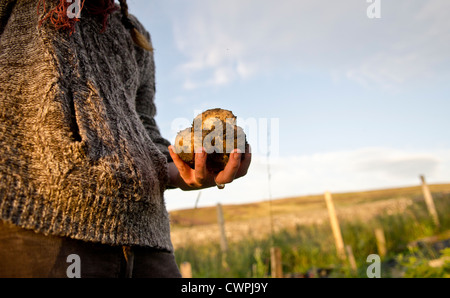 woman working on allotment digging potatoes Stock Photo