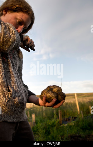 woman working on allotment digging potatoes Stock Photo