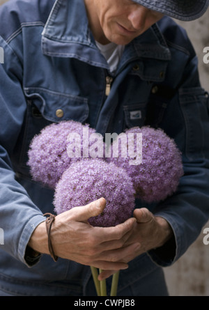 Allium giganteum, Allium Stock Photo