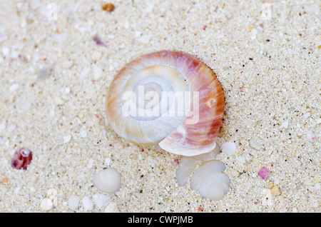 Subfossil snail shell of extinct Mandarina luhuana litter the beach on Minami-jima, Ogasawara Islands, Japan Stock Photo