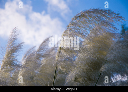 Cortaderia selloana, Pampas grass Stock Photo