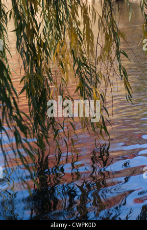 Salix babylonica, Willow, Weeping willow Stock Photo