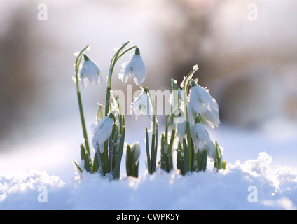 Galanthus, Snowdrop, White flowers emerging on stems in snow. Stock Photo