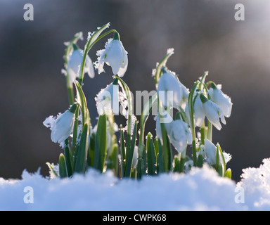 Galanthus, Snowdrop, White flowers emerging on stems in snow. Stock Photo