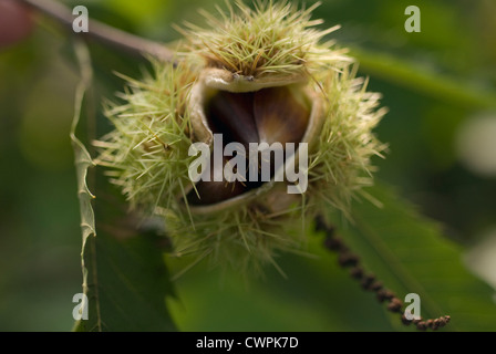 Castanea sativa, Chestnut, Sweet chesnut Stock Photo