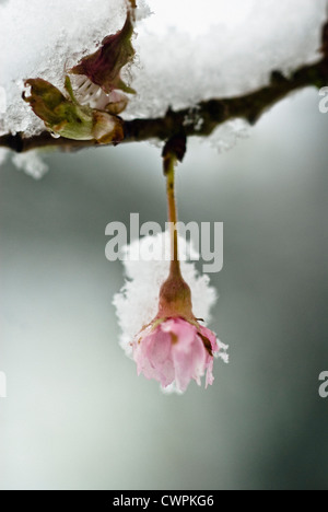 Prunus subhirtella 'Autumnalis', Cherry, Autumn flowering cherry Stock Photo