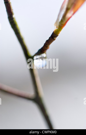 Amelanchier lamarckii, Snowy mespilus Stock Photo