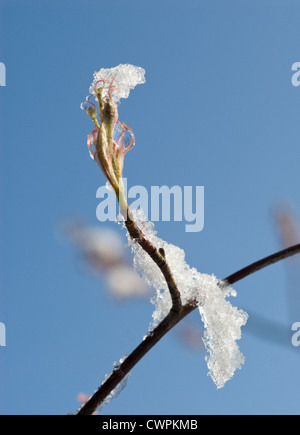 Amelanchier lamarckii, Snowy mespilus Stock Photo