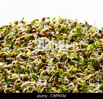 Brassica oleracea botrytis italica, Broccoli Stock Photo