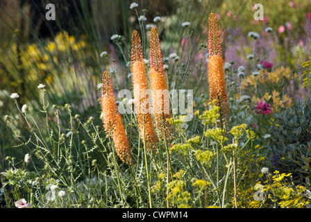 Eremurus x isabellinus 'Cleopatra', Foxtail lily Stock Photo