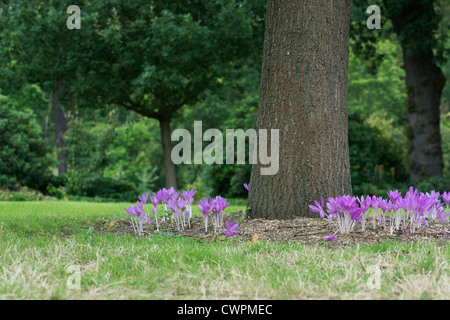 Colchicum Tenorei 'The Giant' . Autumn flowering crocus under a tree Stock Photo