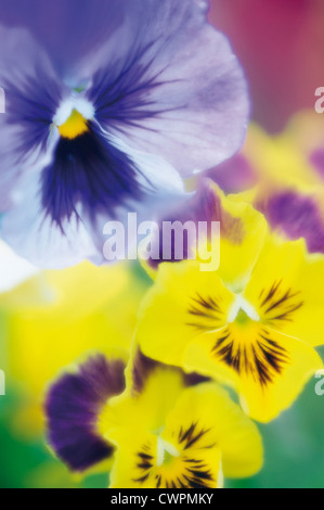 Viola wittrockiana, Pansy Stock Photo