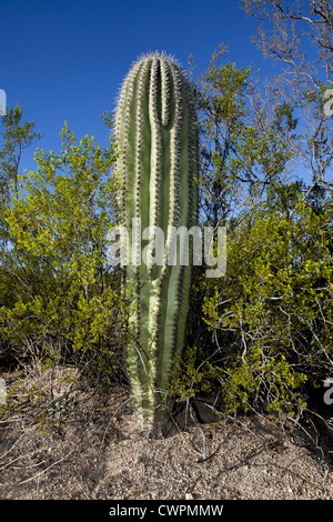 A nurse tree is a larger, faster-growing tree that shelters a smaller, slower-growing tree or plant. The nurse tree can provide shade, shelter from wind, or protection from animals who would feed on the smaller plant.  In the Sonoran desert, Palo Verde, Ironwood or mesquite trees serve as nurse trees for young saguaro cacti. As the Saguaro grows and becomes more acclimated to the desert sun, the older tree may die, leaving the saguaro alone. In fact, as the Saguaro grows larger it may compete for resources with its nurse tree, hastening its death Stock Photo