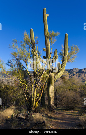 Saguaro trees Stock Photo - Alamy