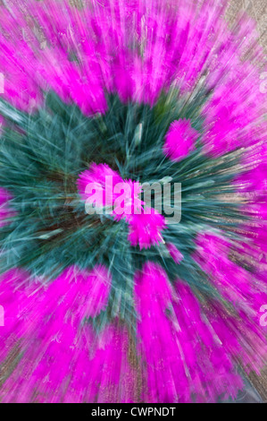 Dianthus zoom abstract Stock Photo