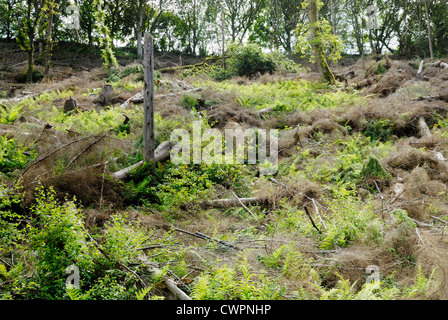 Ferns growing in Spring on land cleared as fell to waste, restoring conifer forest to Semi Natural woodland, Wales. Stock Photo